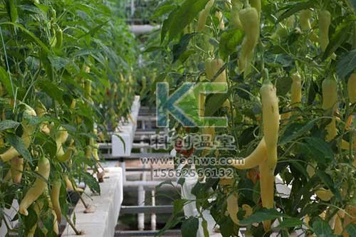 無土栽培，無土栽培技術，無土栽培設備