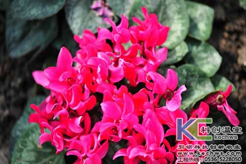 無土栽培，無土栽培技術，無土栽培設備