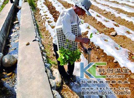 無土栽培，無土栽培技術，無土栽培設備